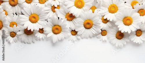 White daisy flowers on a natural backdrop close up © AkuAku