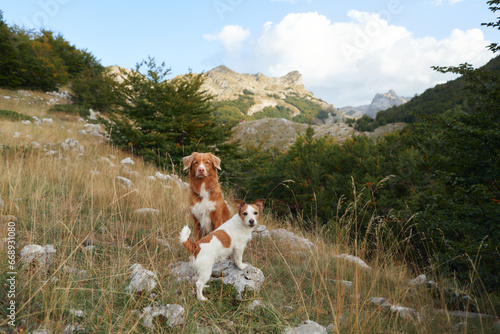 Two dogs in a mountainous terrain. Tolling Retriever stands prominently, with a smaller Jack Russell Terrier by its side. The backdrop features rugged hills, scattered rocks, and dense greenery