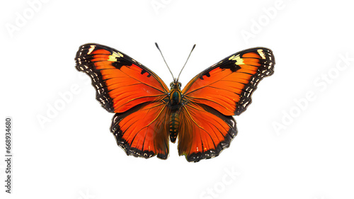 Butterfly isolated on white png transparent background © Jaikadesigns