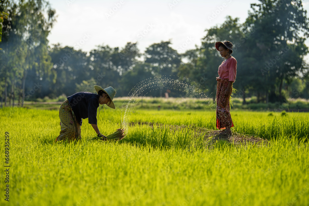 Asian woman farmer working in rice field