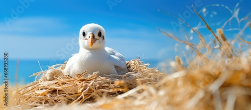 Nesting baby gull