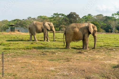 African elephants in the wild  beautiful landscape