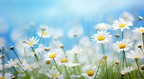 A meadow full of daisies on a sunny day. © hisilly