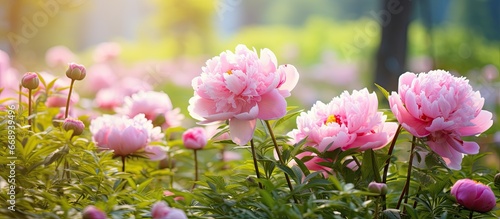 Fototapeta Naklejka Na Ścianę i Meble -  Blooming peonies in the yard