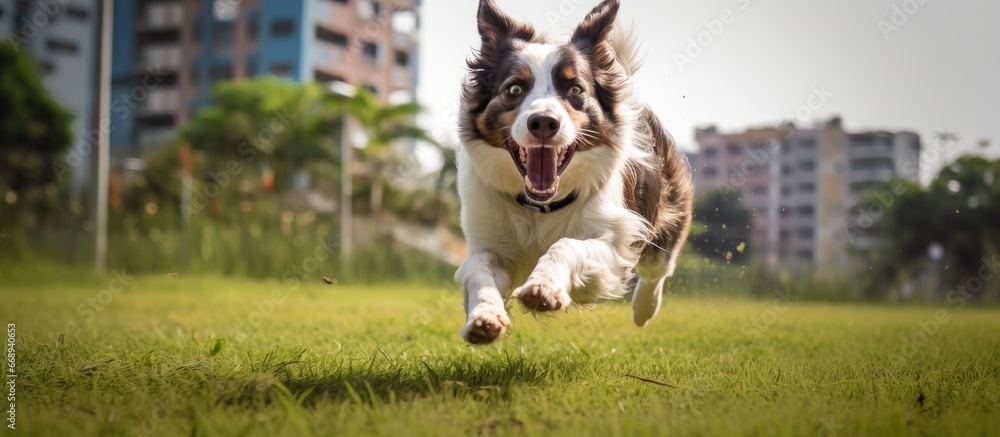 White and brown border collie running on grass in Peru be Sao Paulo White and brown border collie running on grass in Peru be Sao Paulo