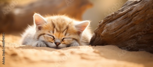 Sleeping sand cat photo