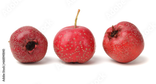 Hawthorn berry on white background.