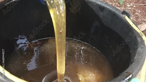 Traditional honey cultivation in Subang, West Java, Indonesia photo