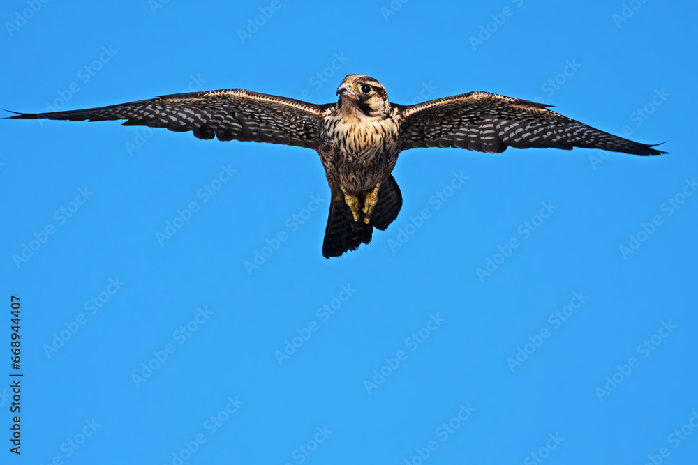 A migratory juvenile Peregrine Falcon, Falco peregrinus, soars above the cruise ship Seabourn Odyssey about 150 miles off the coast of Hawaii A migratory juvenile Peregrine Falcon, Falco peregrinus, soars above the cruise ship Seabourn Odyssey about 150 miles off the coast of Hawaii