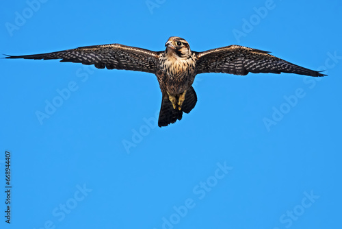 Photography A migratory juvenile Peregrine Falcon, Falco peregrinus, soars above the cruise