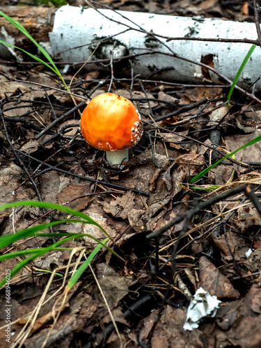 a red fly agaric in the forest with a round hat, has just appeared