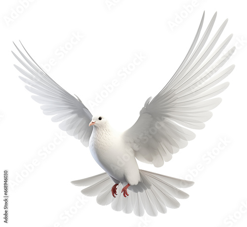 White pigeon isolated. © Pro Hi-Res
