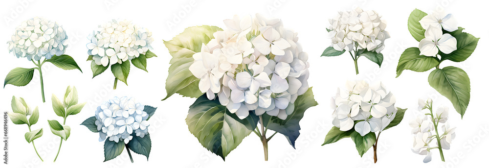White hydrangea watercolor illustration clipart. Generative AI. - obrazy, fototapety, plakaty 