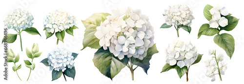 White hydrangea watercolor illustration clipart. Generative AI.