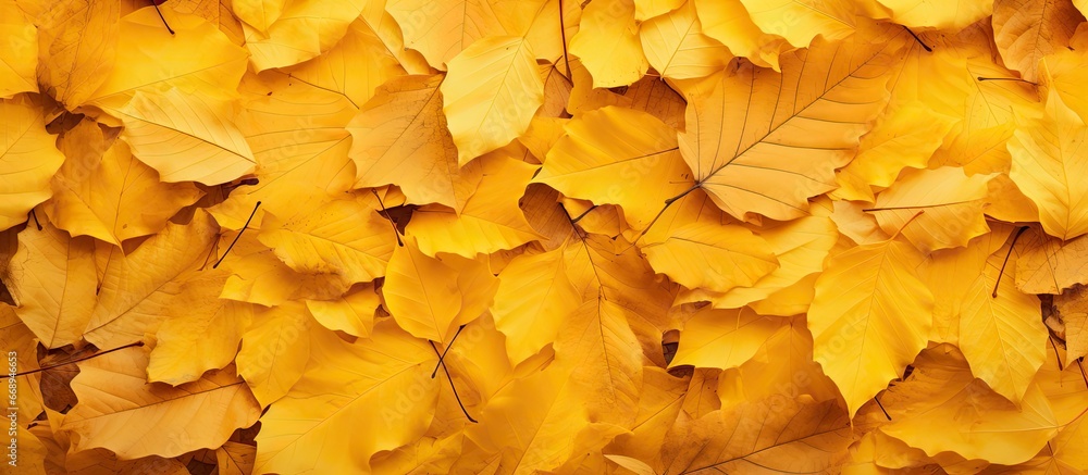 Yellow leaves are on the ground texture background Yellow leaves are on the ground texture background