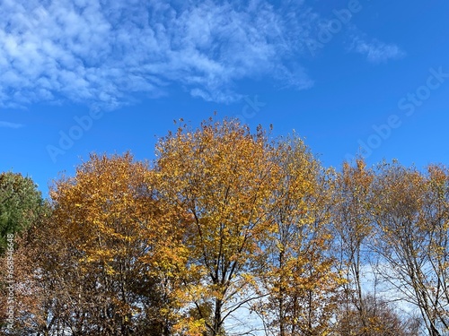 Autumn Treetops and Sky with Clouds