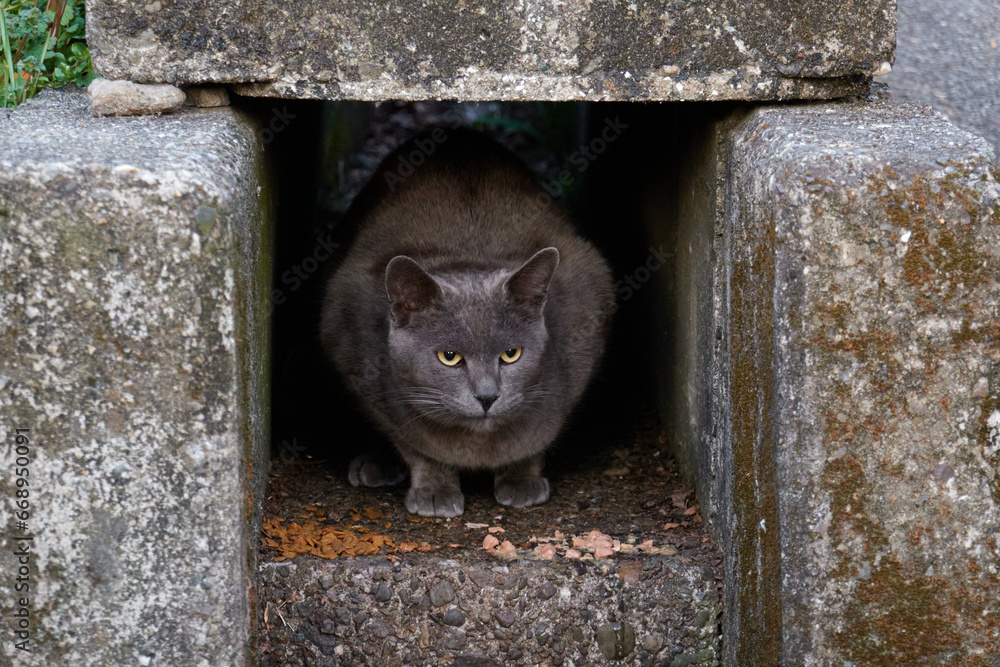 側溝の出口から顔をだす黒猫