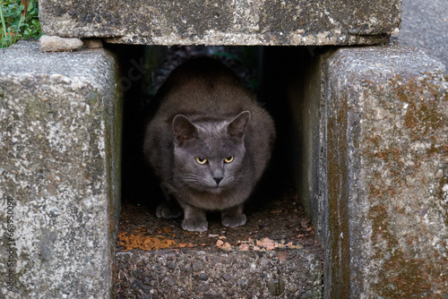 側溝の出口から顔をだす黒猫
