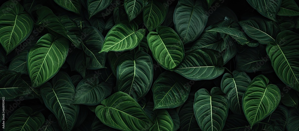 Green foliage backdrop