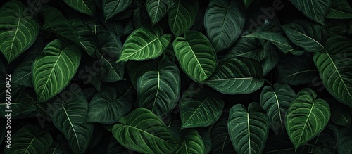 Green foliage backdrop © AkuAku