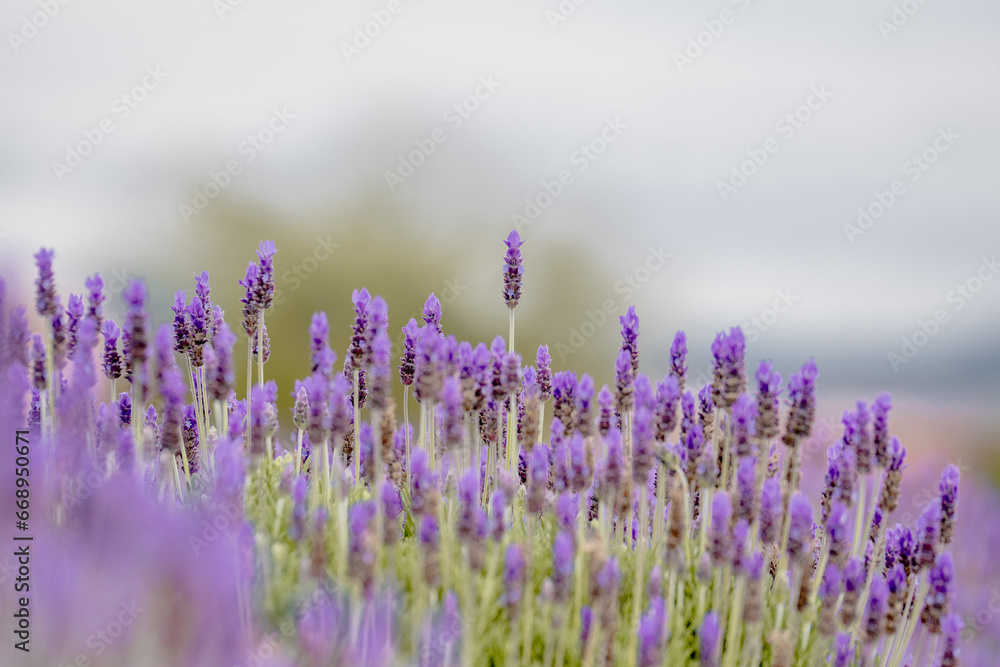 Naklejka premium CAMPOS DE LAVANDA