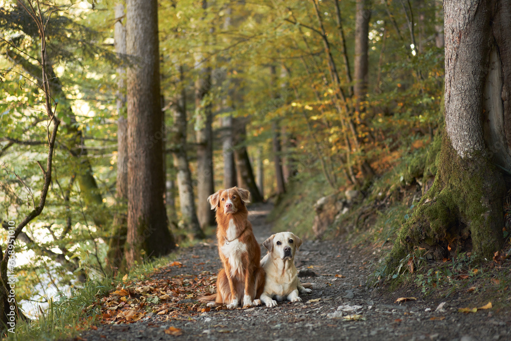 Dogs in Forest, A Nova Scotia Duck Tolling Retriever and a Labrador Retriever sits on a forest trail. The dense trees and fallen leaves around them highlight the essence of autumn