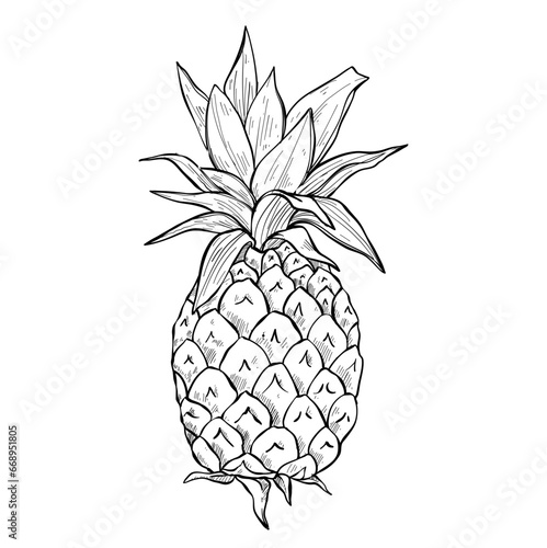 pineapple fruit hand drawn