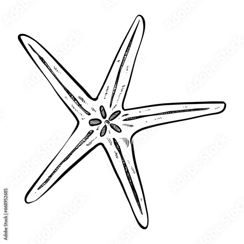 star fish handdrawn illustration 