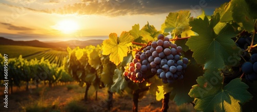 Sun in a grape field