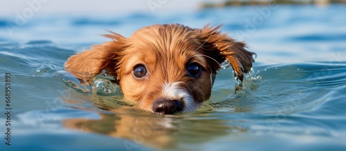 Dog is playing with waves in water appearing suspicious