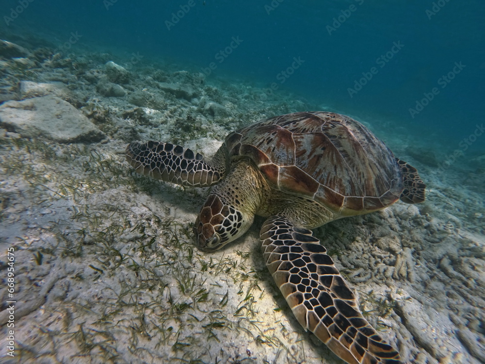 Great green sea turtle grazing on the seabed