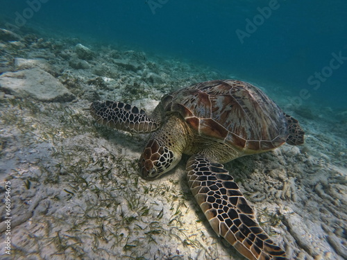 Great green sea turtle grazing on the seabed © Vedrana
