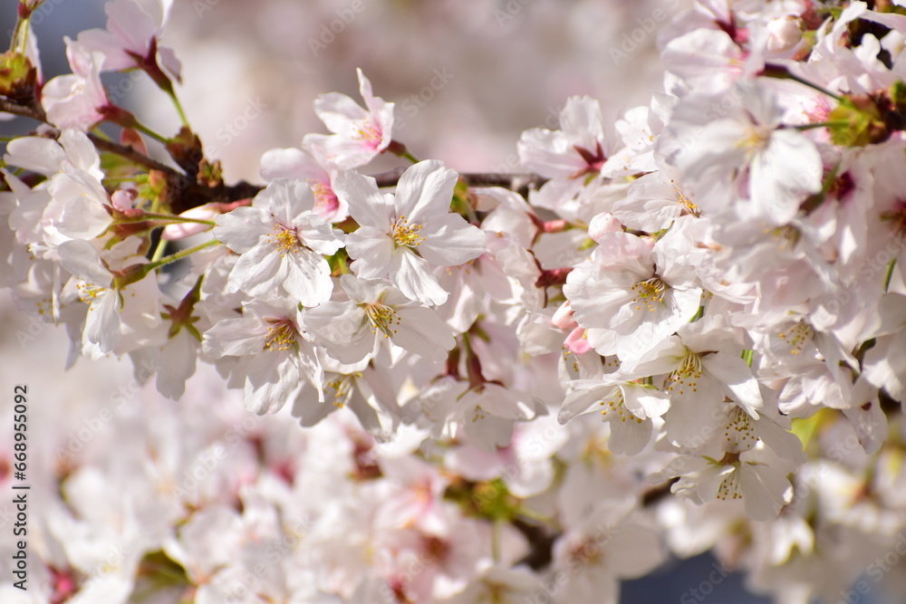 Cherry blossom