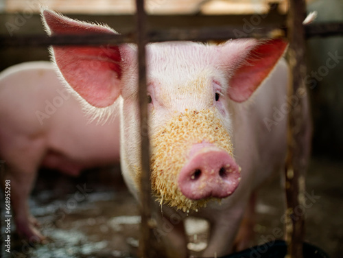 Cerdo encerrado en criadero. Cerdo de engorda. Cerdo rosa de criadero. © DELUSMOS