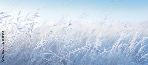 Winter background with long grass covered in frost © AkuAku