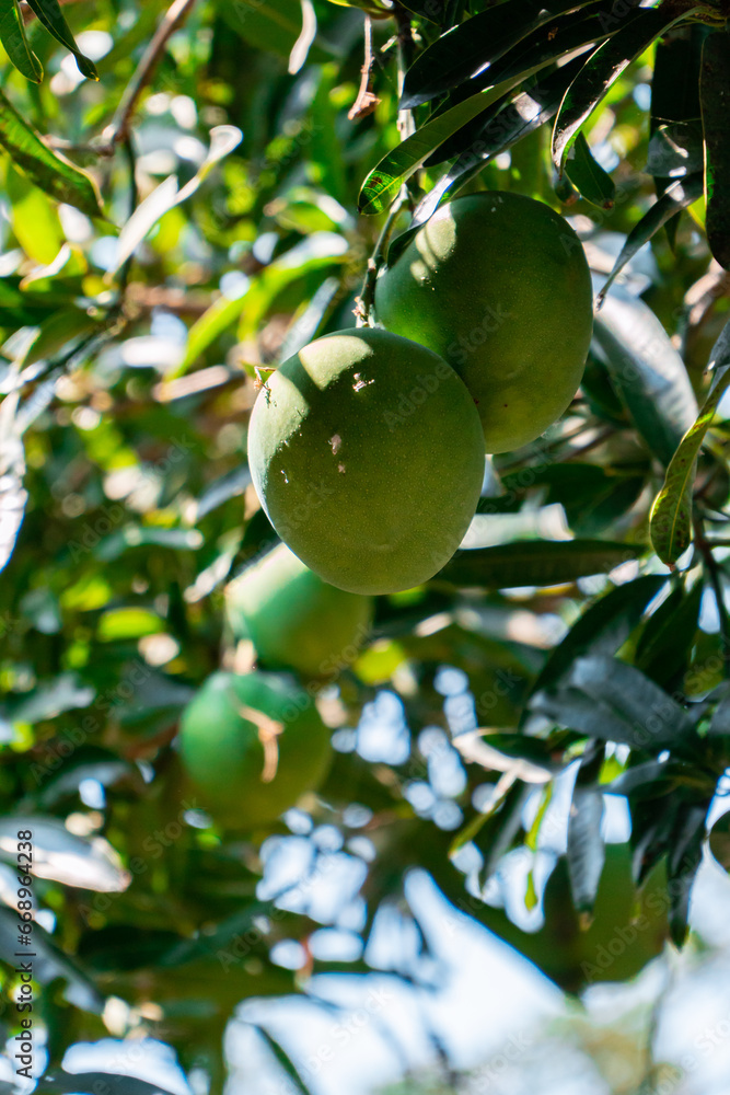 A very large mango fruit that is almost ripe on the tree. Mango trees that bear lots of fruit and are large in size
