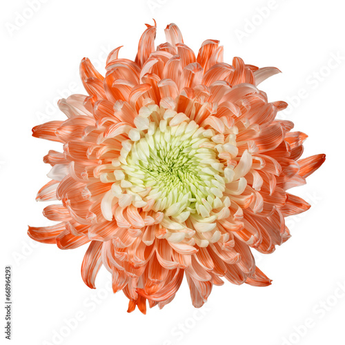 Delicate orange and white chrysanthemum. View from above. Full depth of field. With clipping path