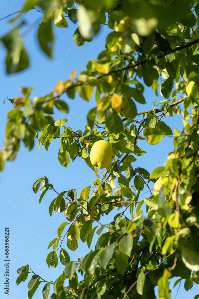 tree with fruits