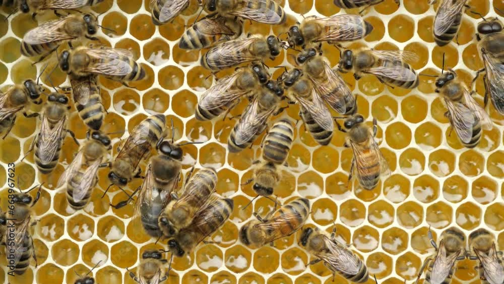Active work of bees during honey collection.
Inside the hive, the bees create a honeycomb of wax and convert the nectar into honey.
Active work of bees during honey collection.
Inside the hive, the bees create a honeycomb of wax and convert the nectar into honey.