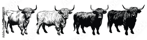 Set of Highland Cow Black Color Vector Illustration photo