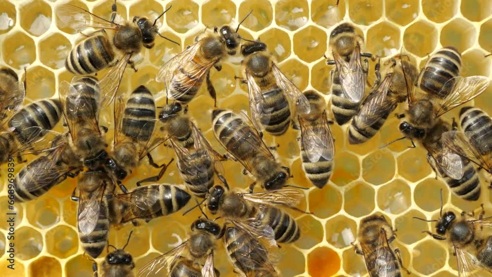 Process of converting nectar into honey. Bees fill with