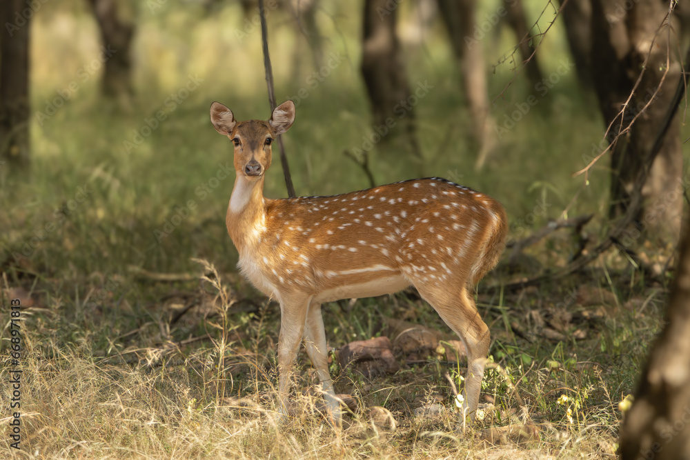Chital or cheetal, spotted deer, chital deer, axis deer - Axis axis standing on road in forest. Photo from Ranthambore National Park, Rajasthan, India. Chital or cheetal, spotted deer, chital deer, axis deer - Axis axis standing on road in forest. Photo from Ranthambore National Park, Rajasthan, India.