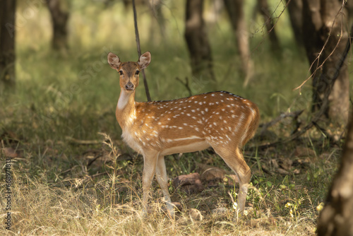 Fototapeta Naklejka Na Ścianę i Meble -  Chital or cheetal, spotted deer, chital deer, axis deer - Axis axis standing on road in forest. Photo from Ranthambore National Park, Rajasthan, India.