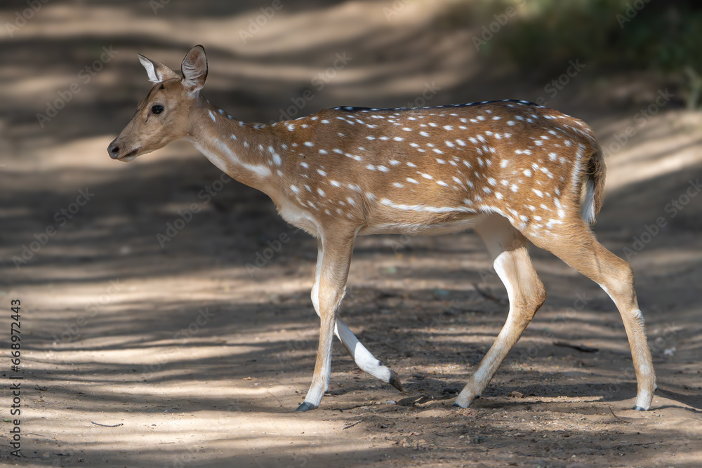 Chital or cheetal, spotted deer, chital deer, axis deer - Axis axis crossing road. Photo from Ranthambore National Park, Rajasthan, India. Chital or cheetal, spotted deer, chital deer, axis deer - Axis axis crossing road. Photo from Ranthambore National Park, Rajasthan, India.