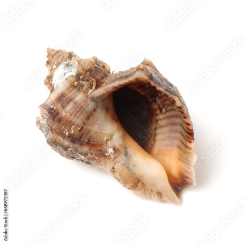  conch shellon white background