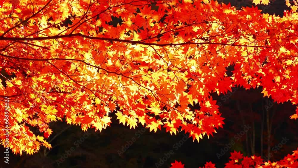 red maple leaf