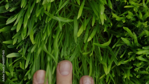 4k close up footage top view of a Caucasian woman's hand with a clean natural manicure glides across fresh green grass. Smooth slowly touch to young fields