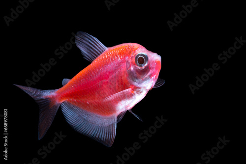 Red neon glow fish on black background.Abstract of red glow fish, glow fish on black background © halimqdn