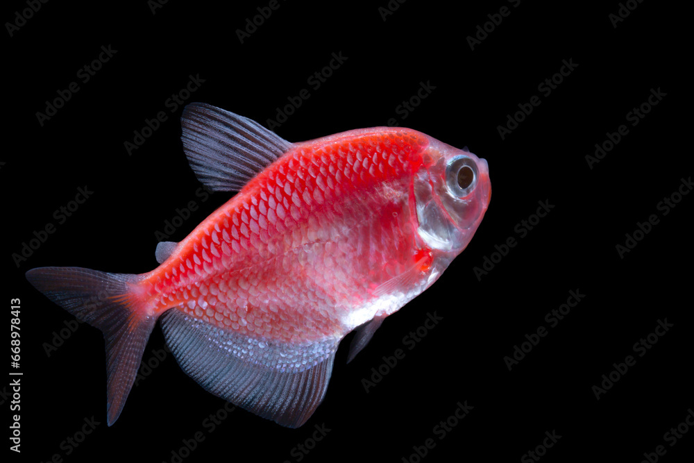 Red neon glow fish on black background.Abstract of red glow fish, glow fish on black background