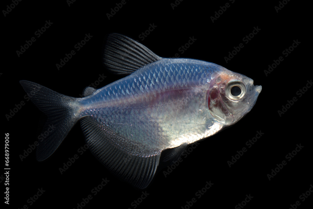Blue neon glow fish on black background.Abstract of red glow fish, glow fish on black background Blue neon glow fish on black background.Abstract of red glow fish, glow fish on black background